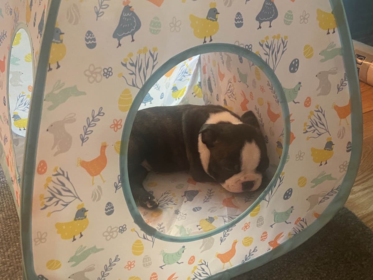 Boston Terrier Puppies breeder image 24