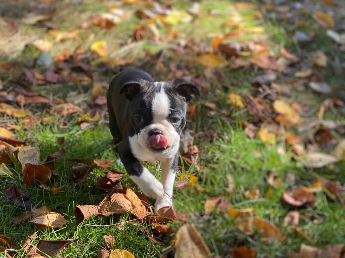 Boston Terrier Puppies breeder image 25