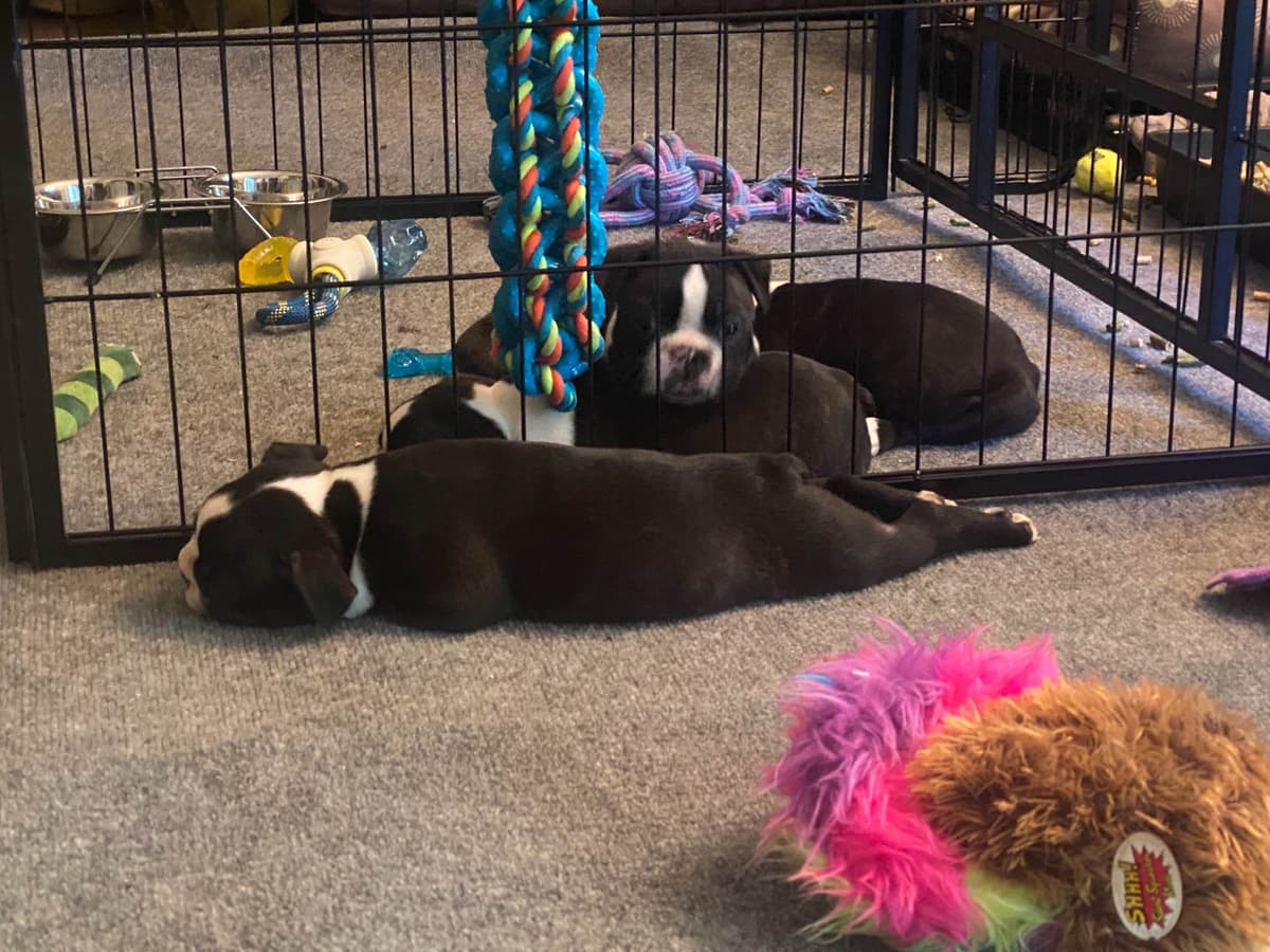 Boston Terrier Puppies breeder image 26