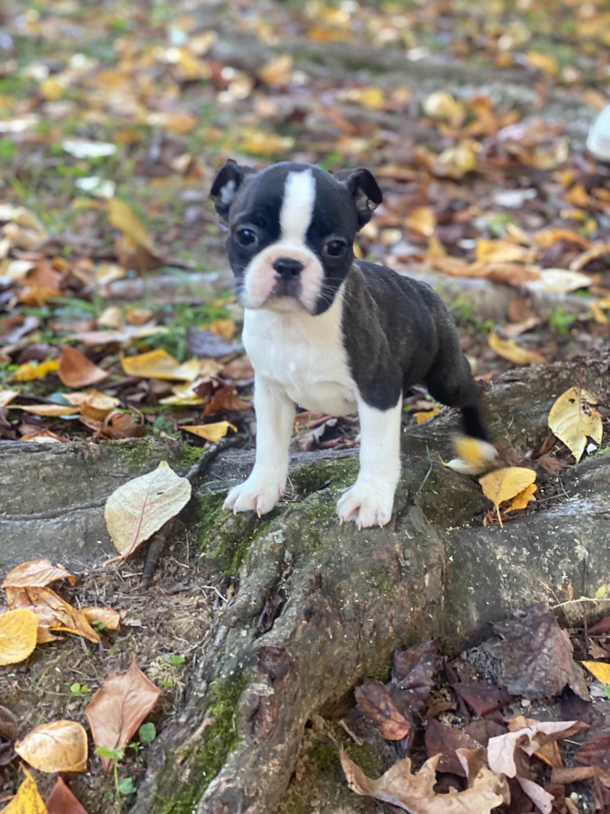 Boston Terrier Puppies breeder image 28