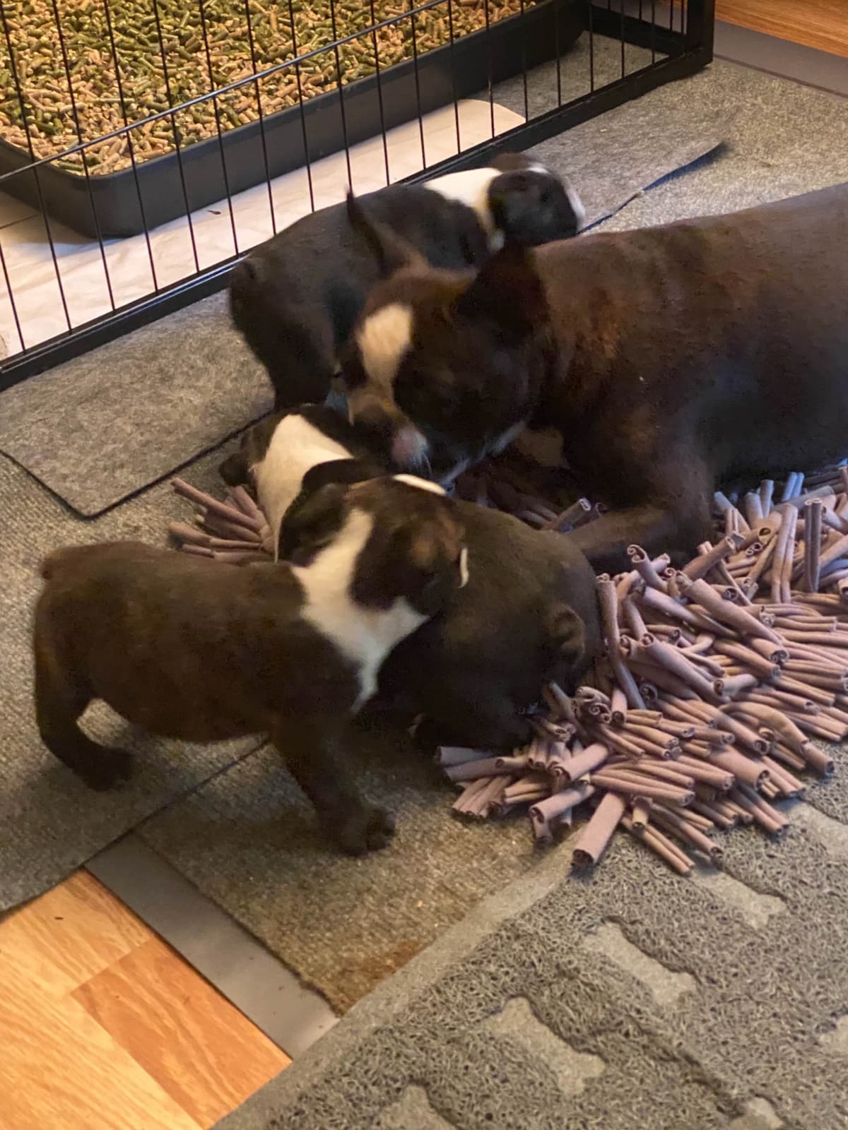 Boston Terrier Puppies breeder image 27