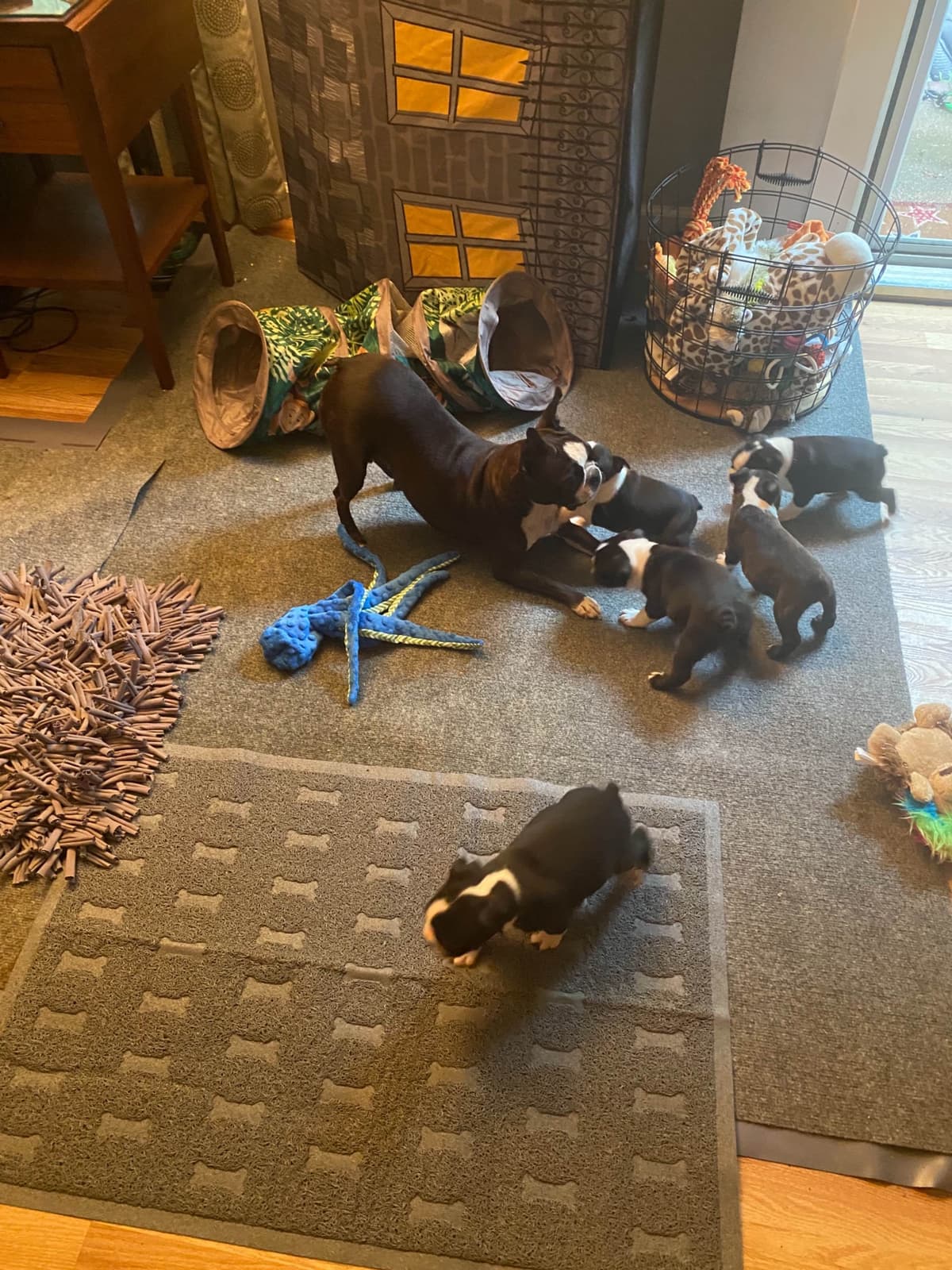 Boston Terrier Puppies breeder image 31