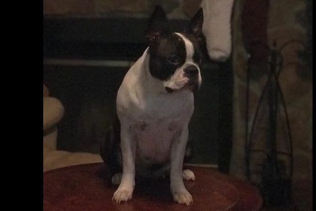 Boston Terrier Puppies breeder image 29