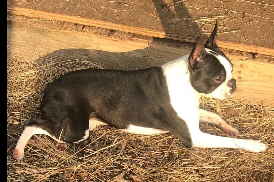 Boston Terrier Puppies breeder image 30