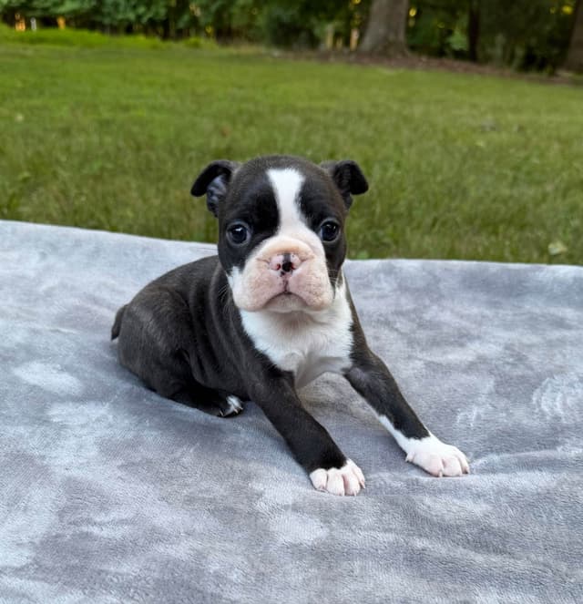 Boston Terrier Puppies media 2