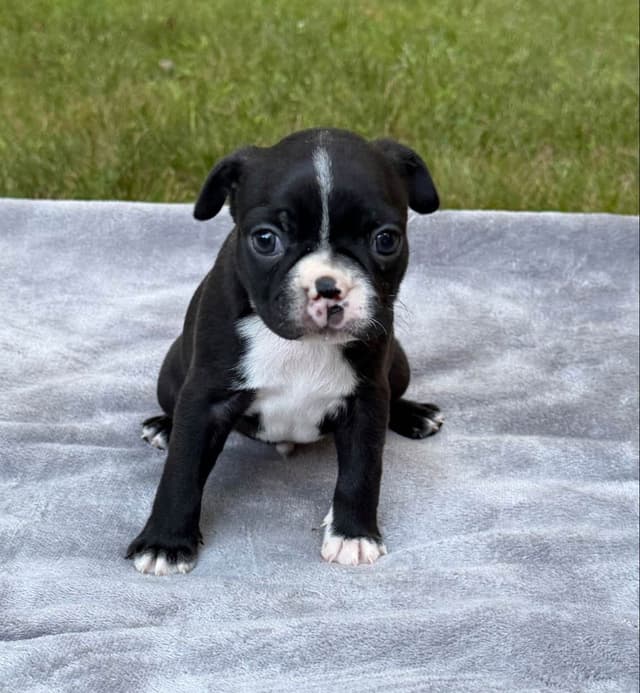 Boston Terrier Puppies media 5