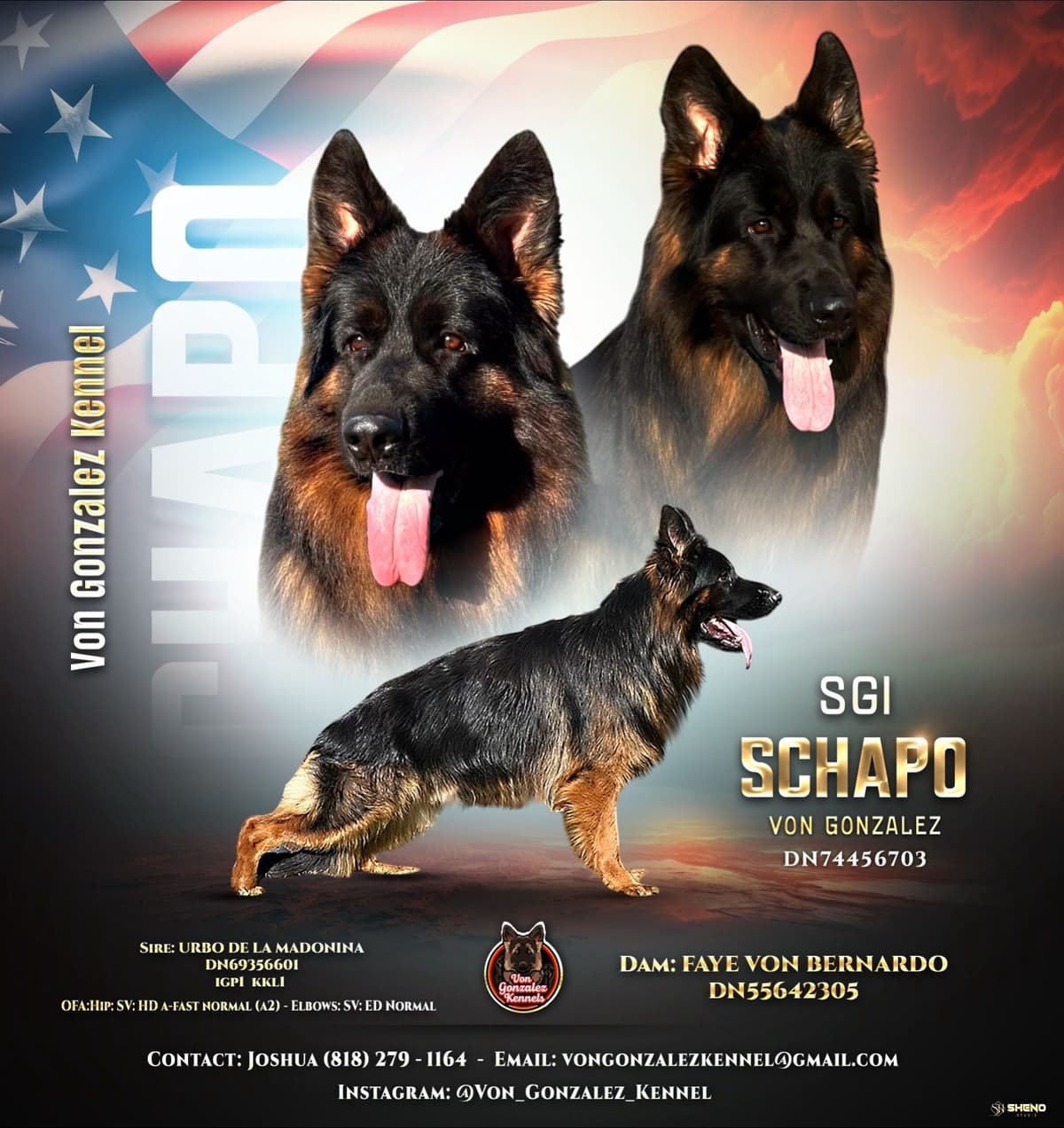 German Shepherd Dog Puppies breeder image 2