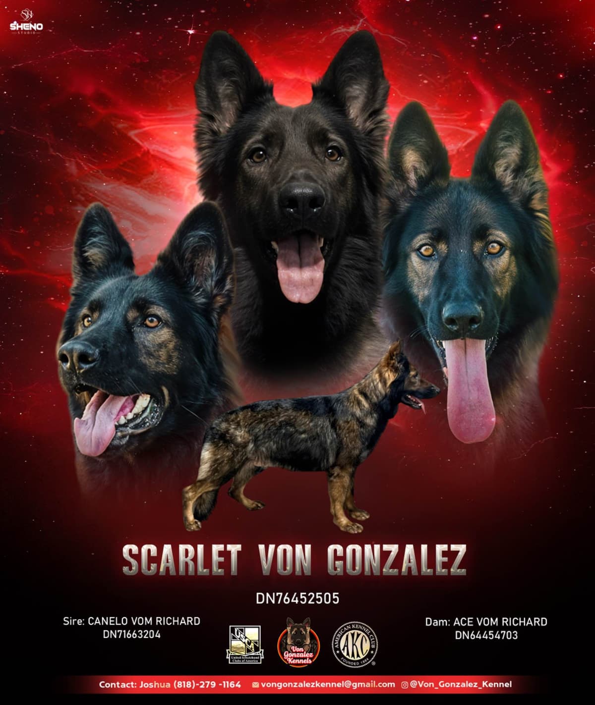 German Shepherd Dog Puppies breeder image 5