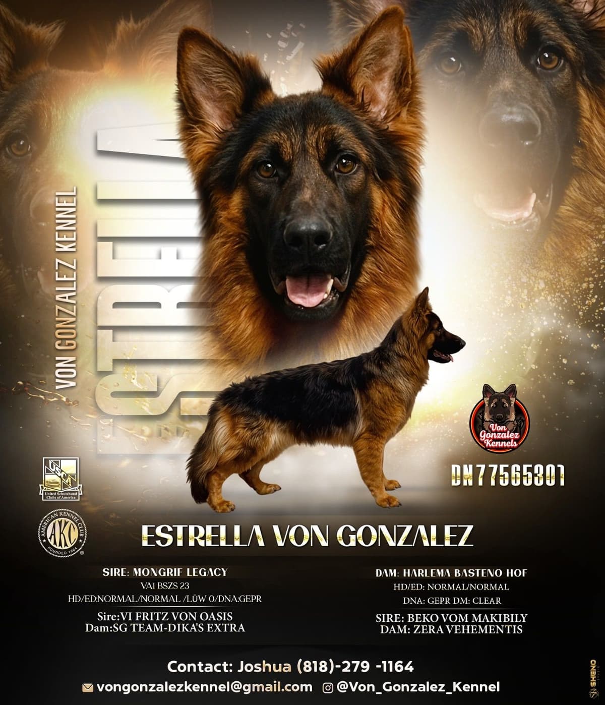 German Shepherd Dog Puppies breeder image 3