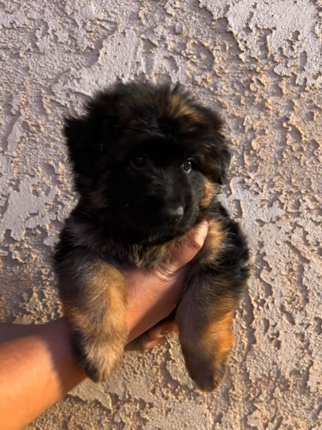 German Shepherd Dog Puppies media 2