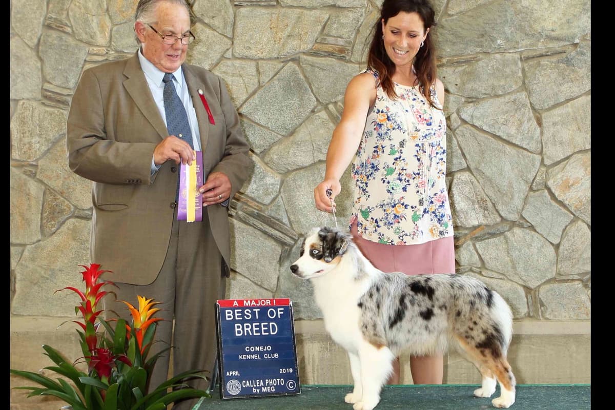 Miniature American Shepherd Puppies breeder image 2