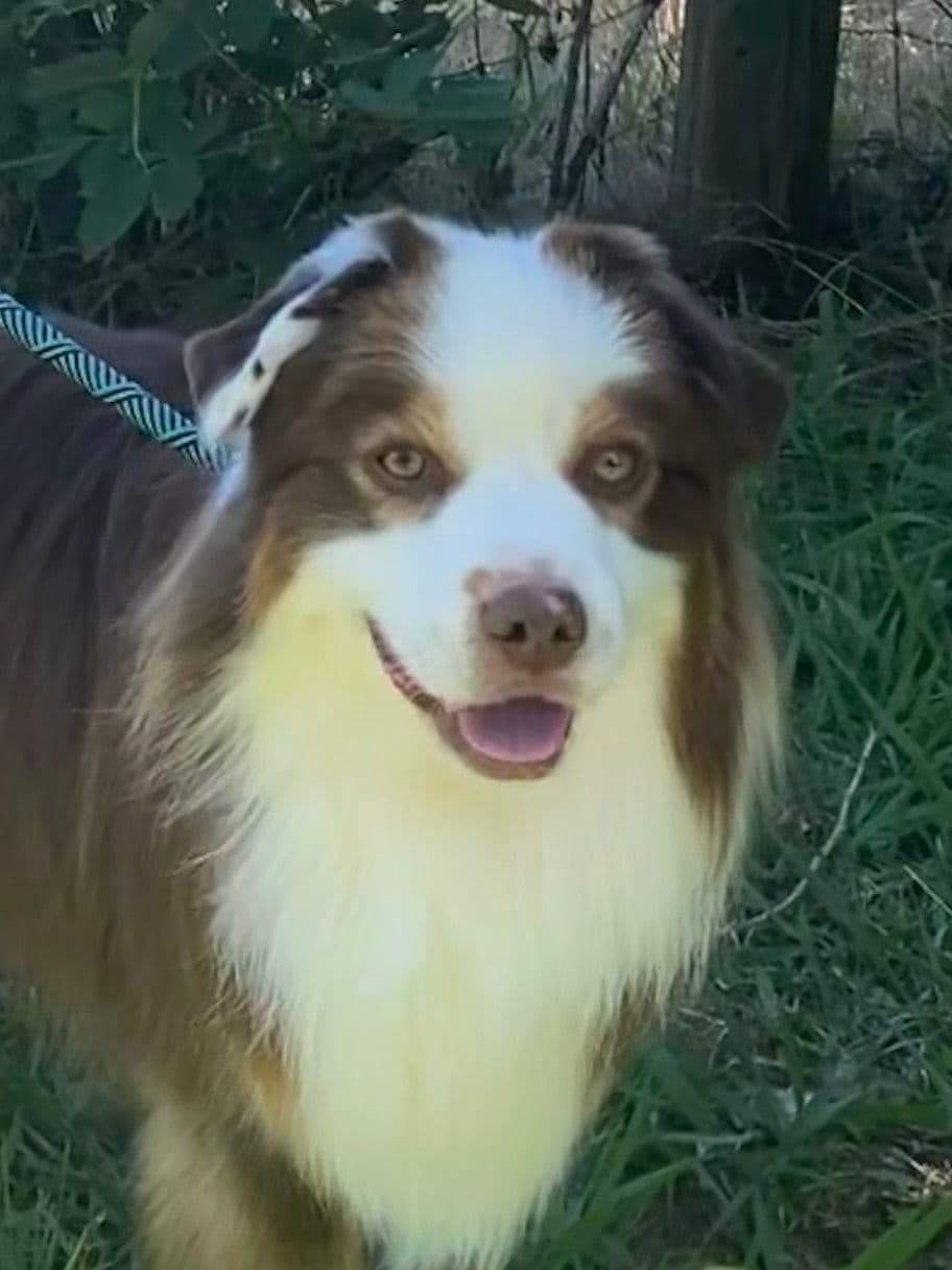 Miniature American Shepherd Puppies breeder image 4