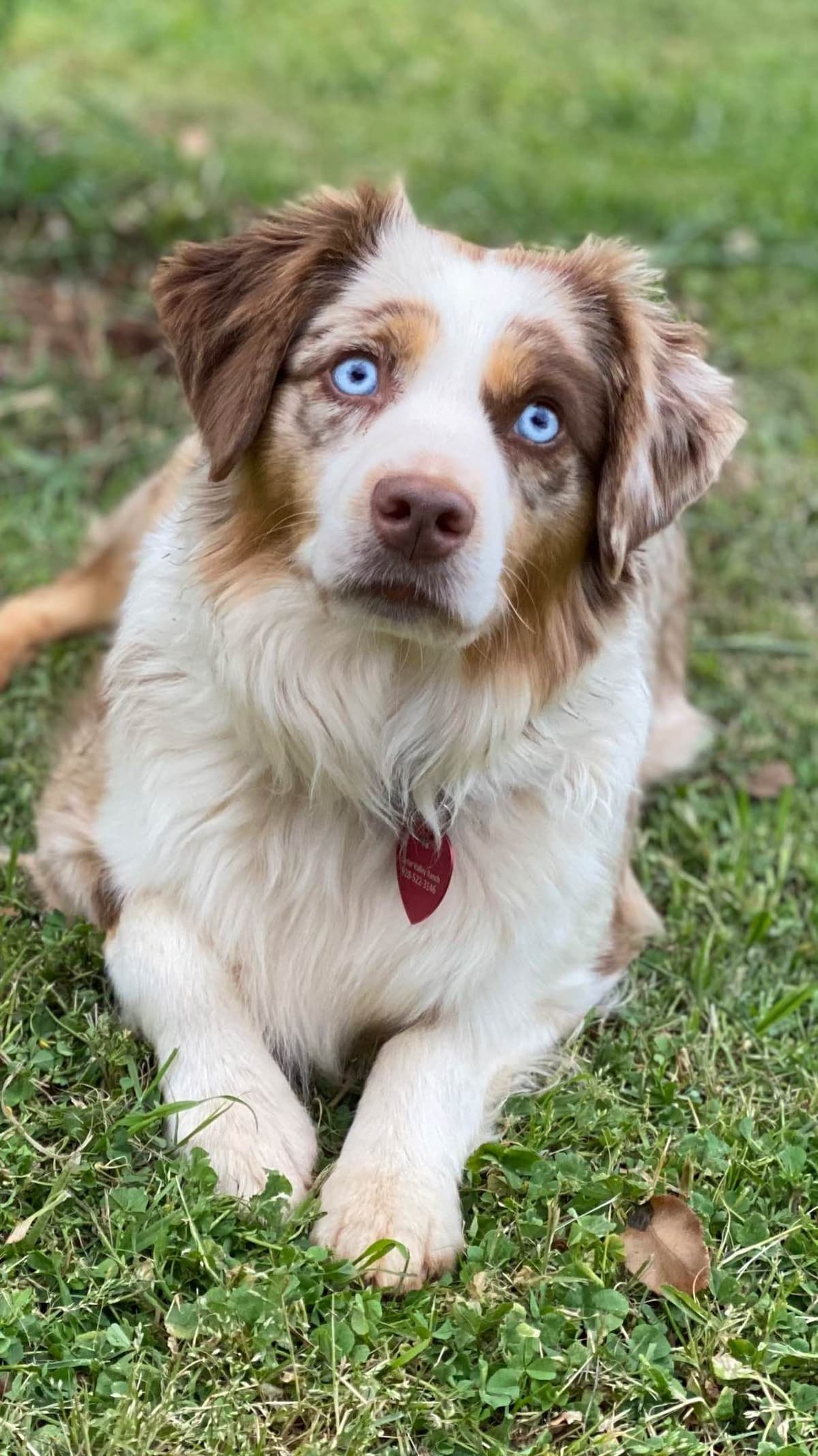 Miniature American Shepherd Puppies breeder image 5