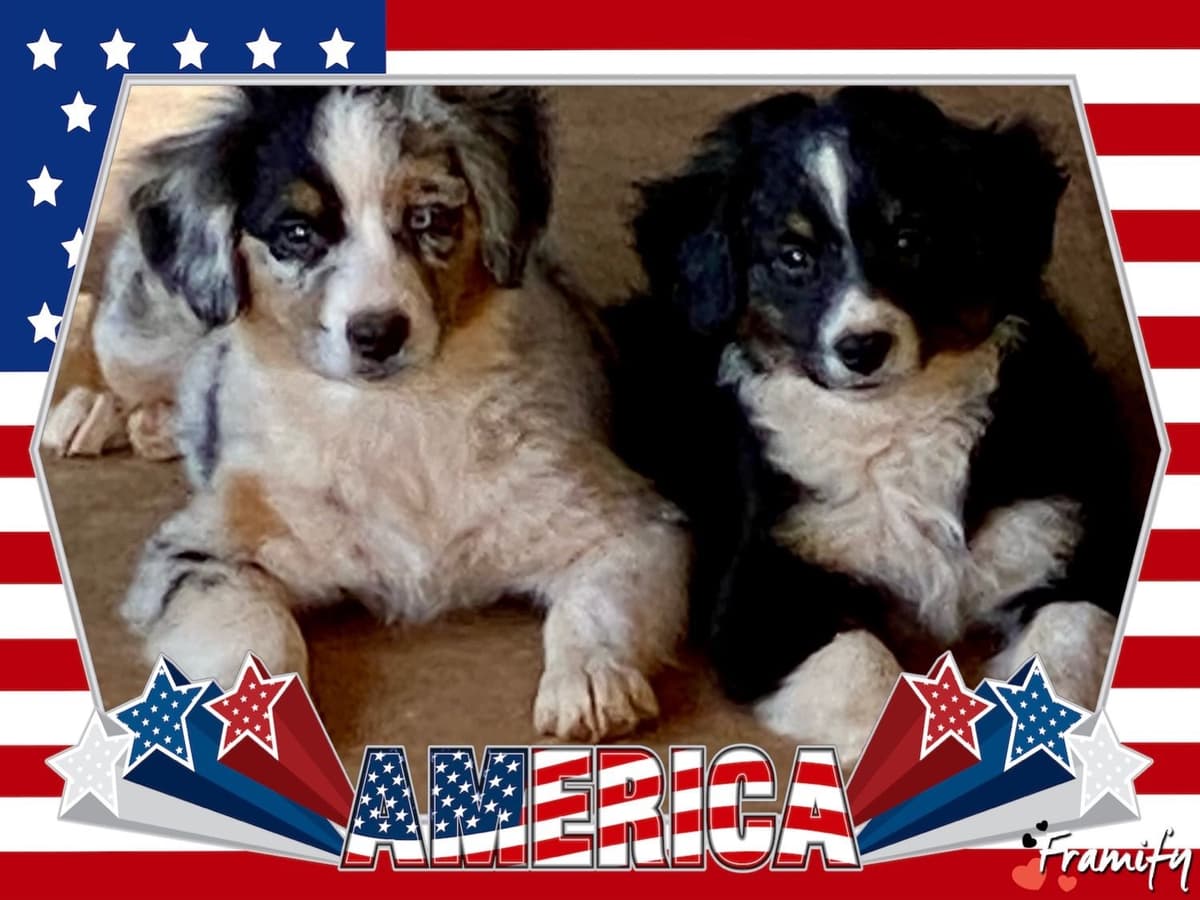 Miniature American Shepherd Puppies breeder image 6