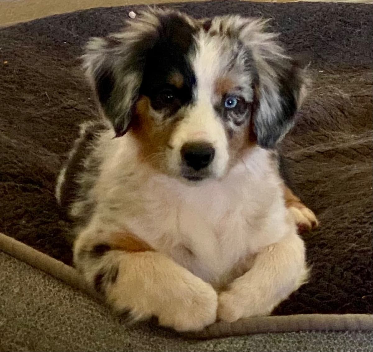Miniature American Shepherd Puppies breeder image 7