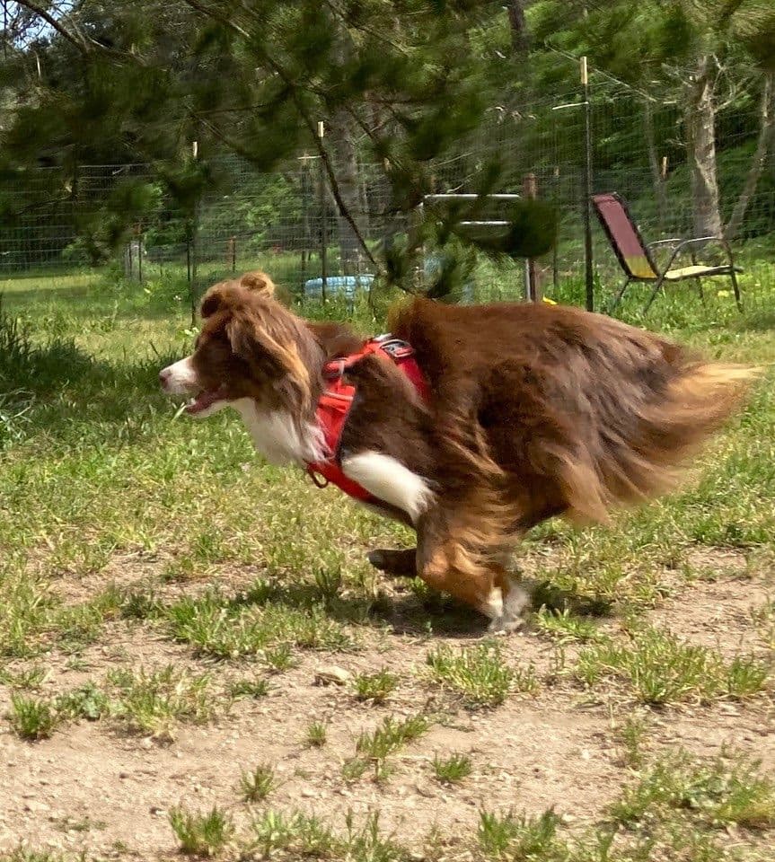 Miniature American Shepherd Puppies breeder image 8