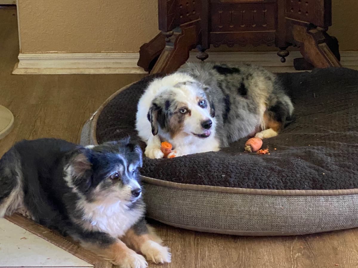 Miniature American Shepherd Puppies breeder image 9