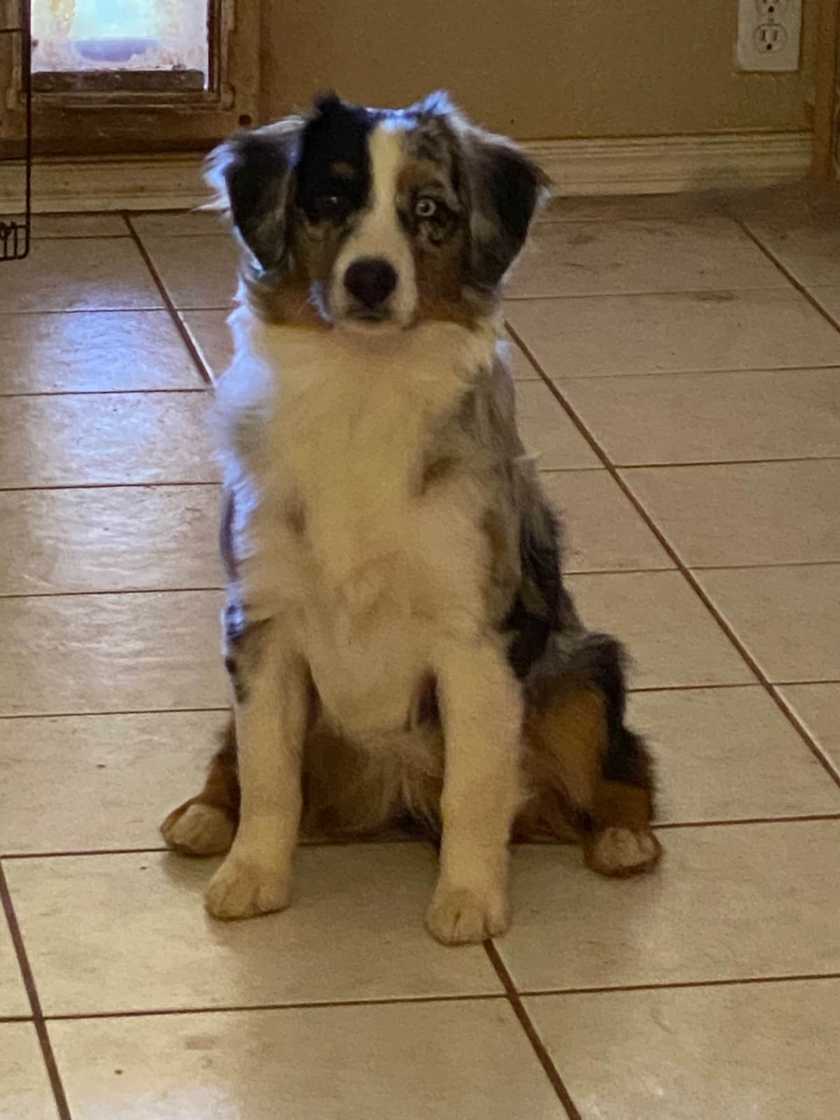 Miniature American Shepherd Puppies breeder image 12