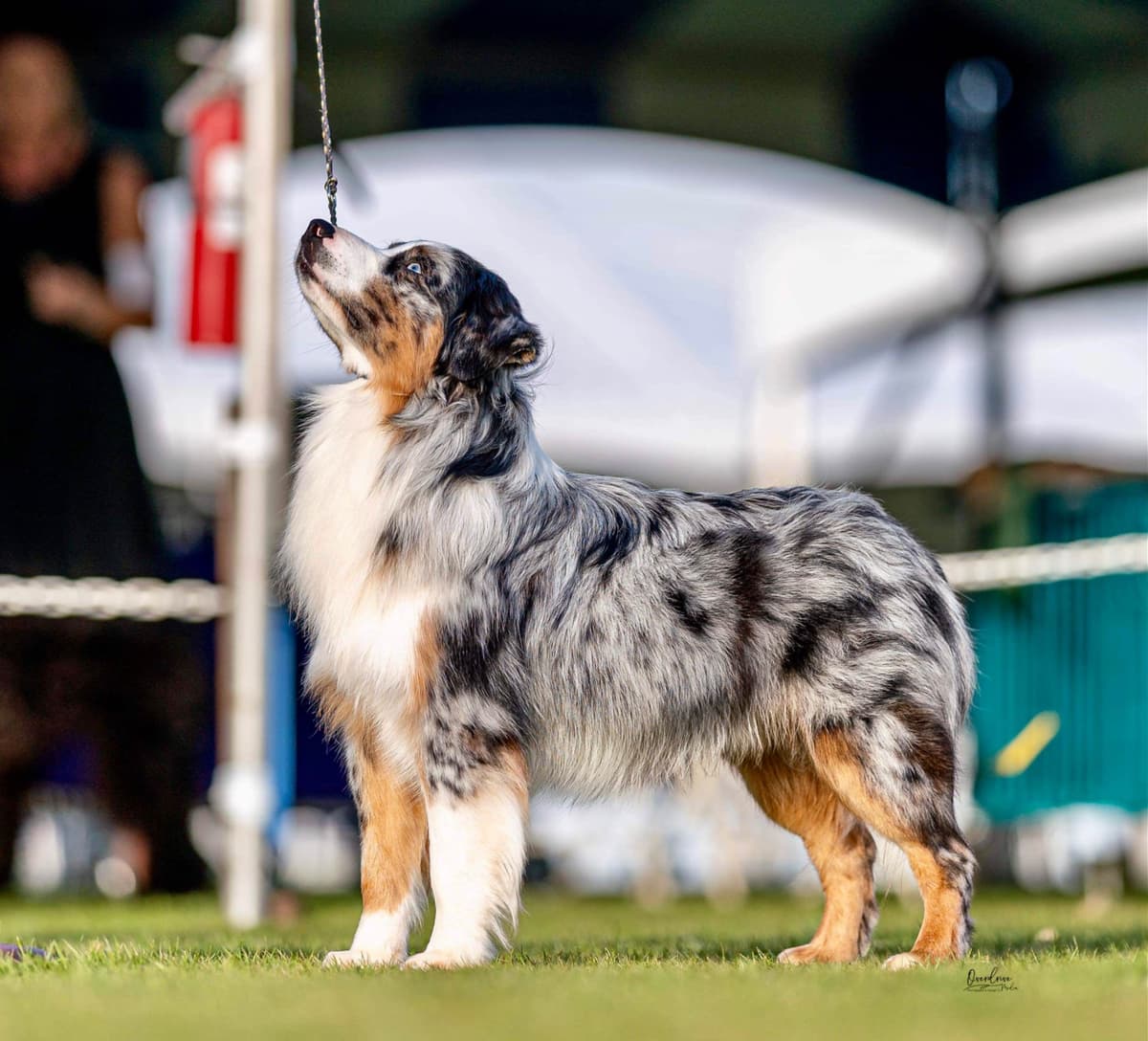 Miniature American Shepherd Puppies breeder image 13