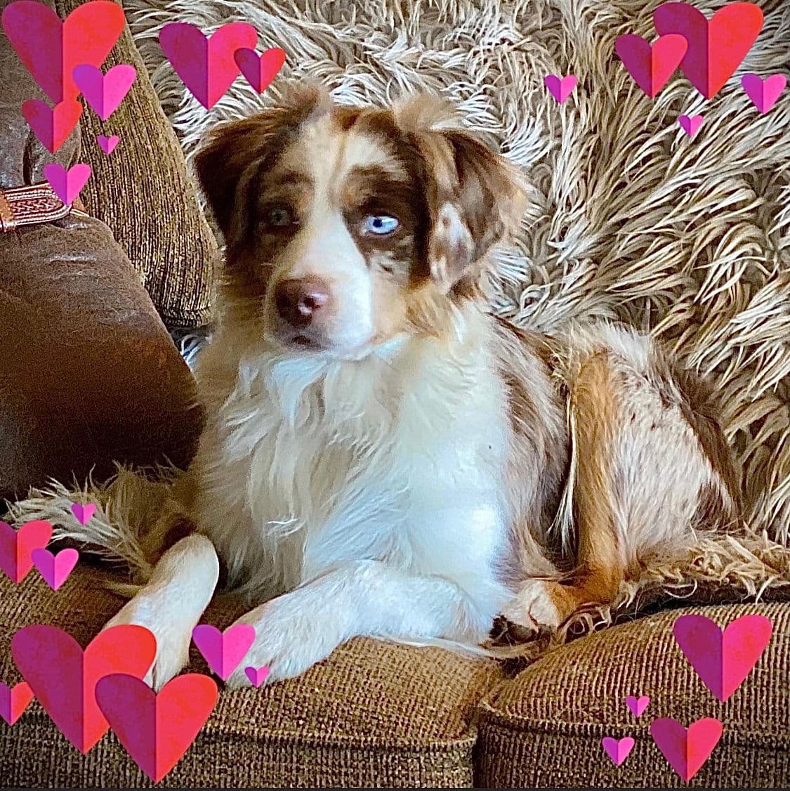 Miniature American Shepherd Puppies breeder image 14