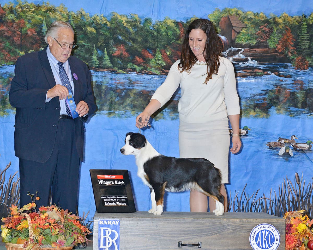 Miniature American Shepherd Puppies breeder image 16