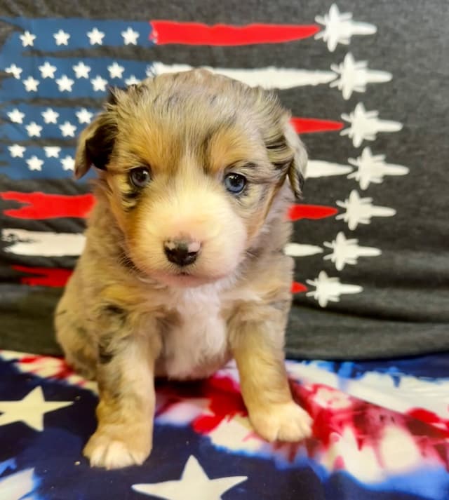 Miniature American Shepherd Puppies media 2