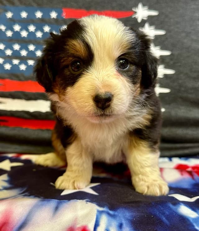 Miniature American Shepherd Puppies media 3
