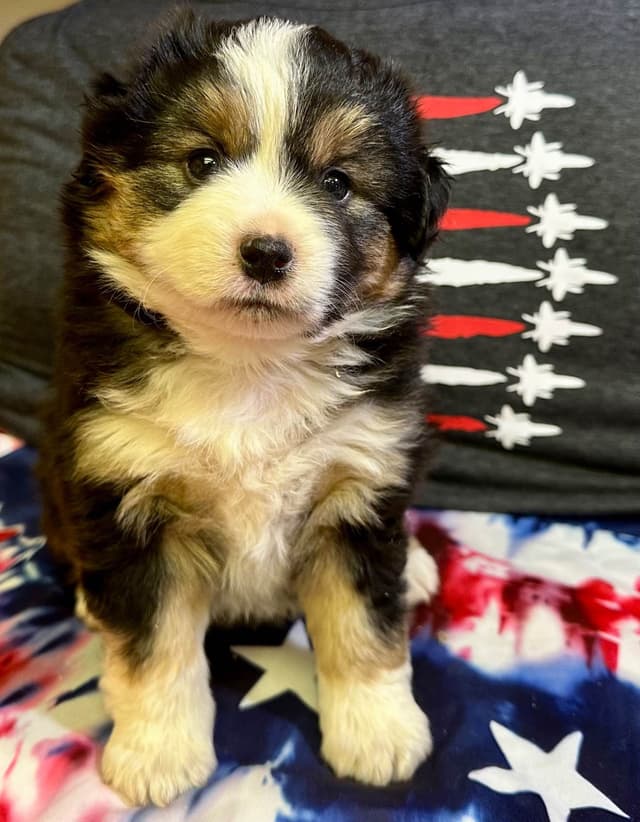 Miniature American Shepherd Puppies media 4
