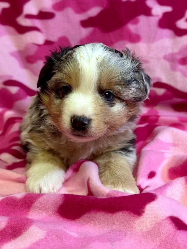 Miniature American Shepherd Puppies media 5