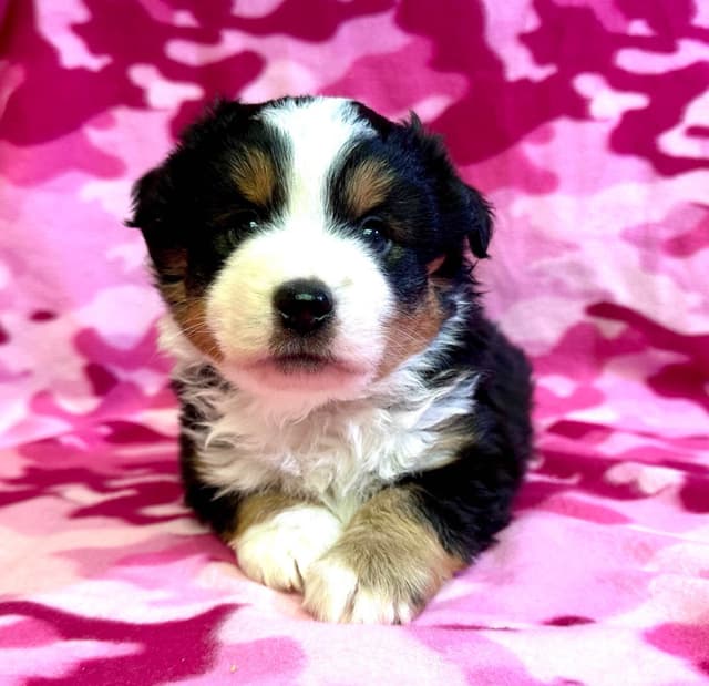 Miniature American Shepherd Puppies media 6