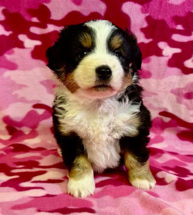 Miniature American Shepherd Puppies media 7