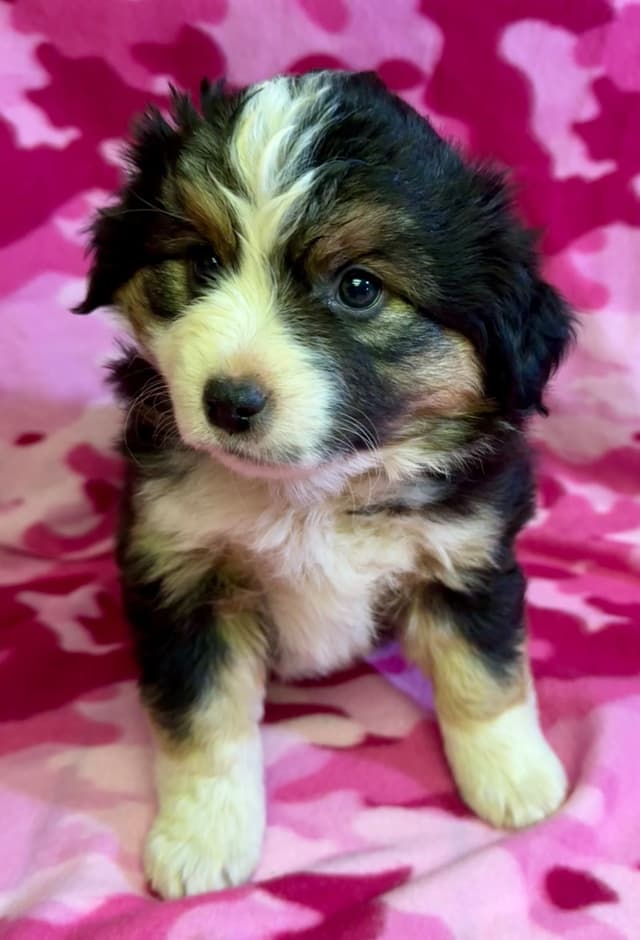 Miniature American Shepherd Puppies media 8