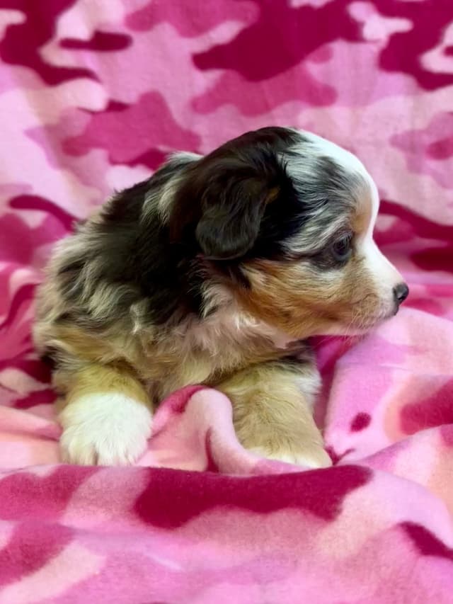 Miniature American Shepherd Puppies media 9