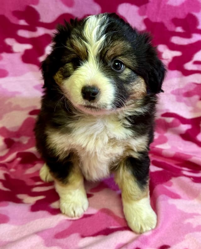 Miniature American Shepherd Puppies media 10