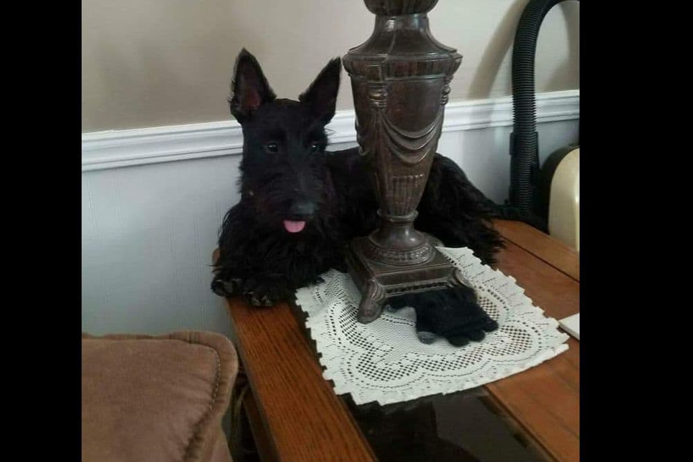Miniature Schnauzer Puppies breeder image 5