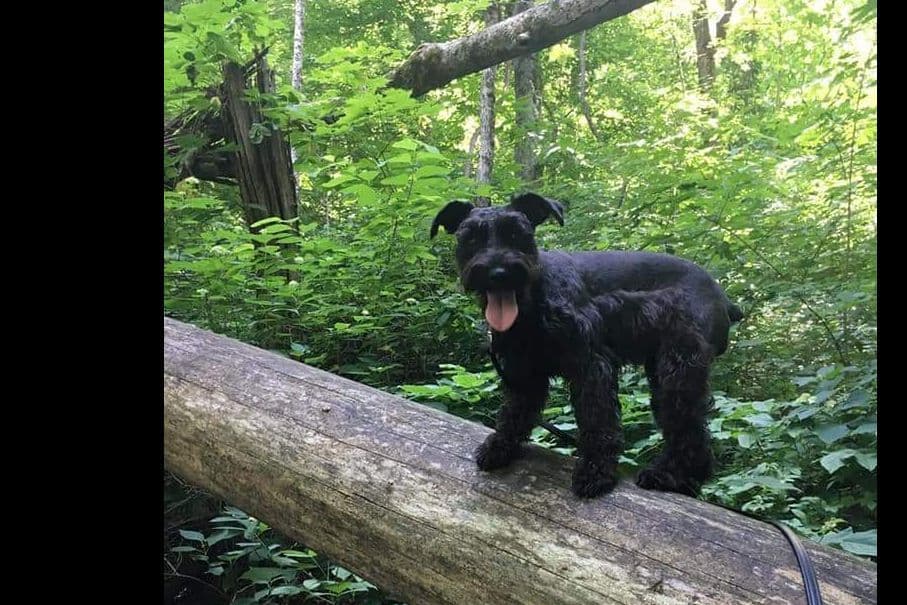 Miniature Schnauzer Puppies breeder image 7