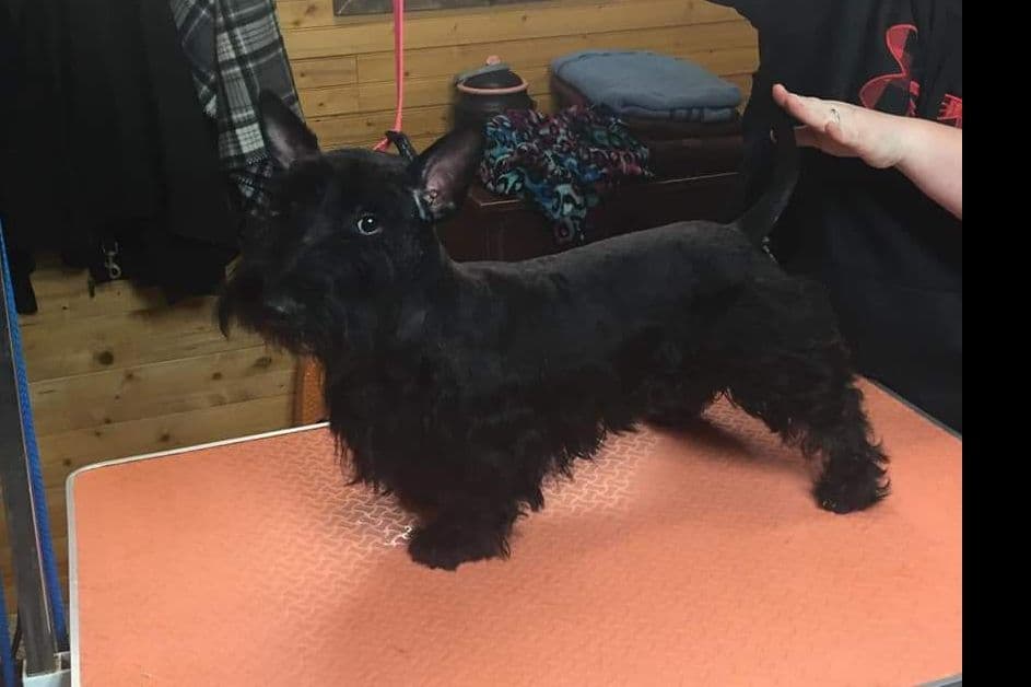 Miniature Schnauzer Puppies breeder image 8