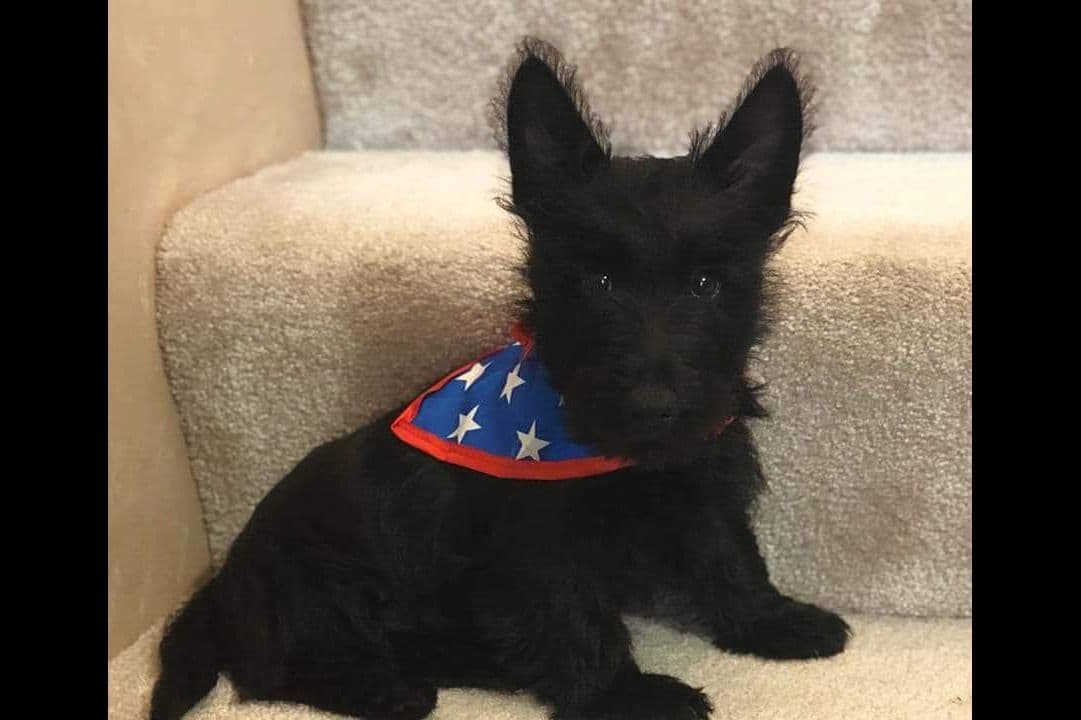 Miniature Schnauzer Puppies breeder image 9