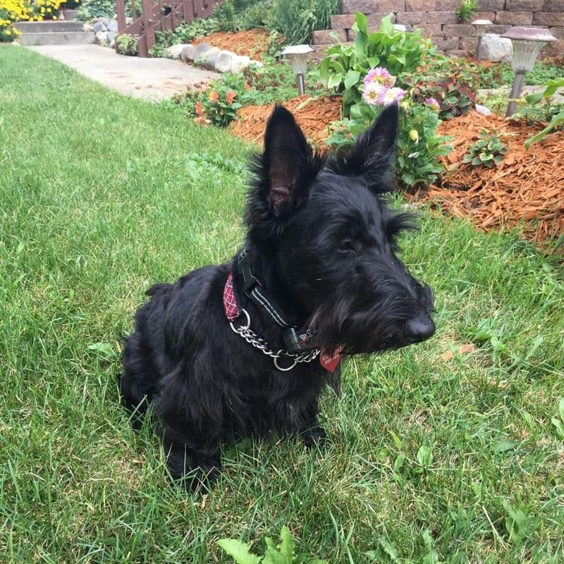 Miniature Schnauzer Puppies breeder image 12
