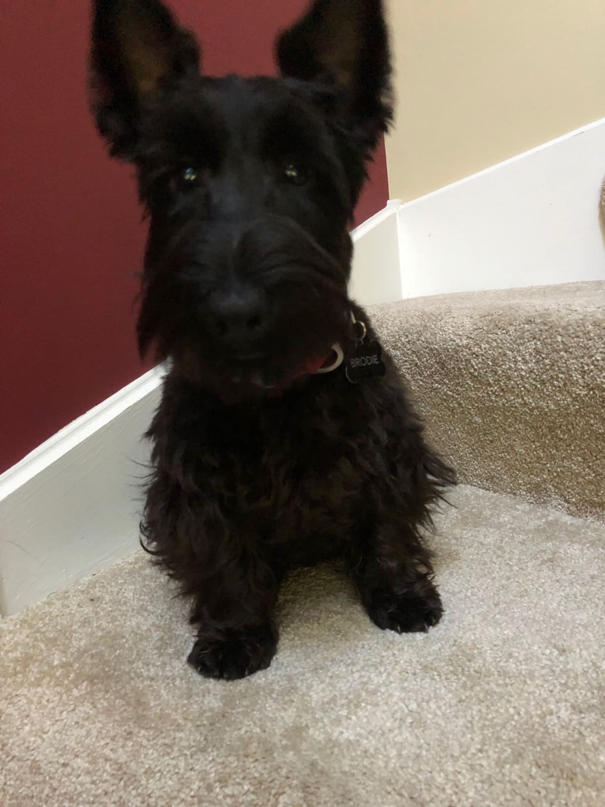 Miniature Schnauzer Puppies breeder image 15