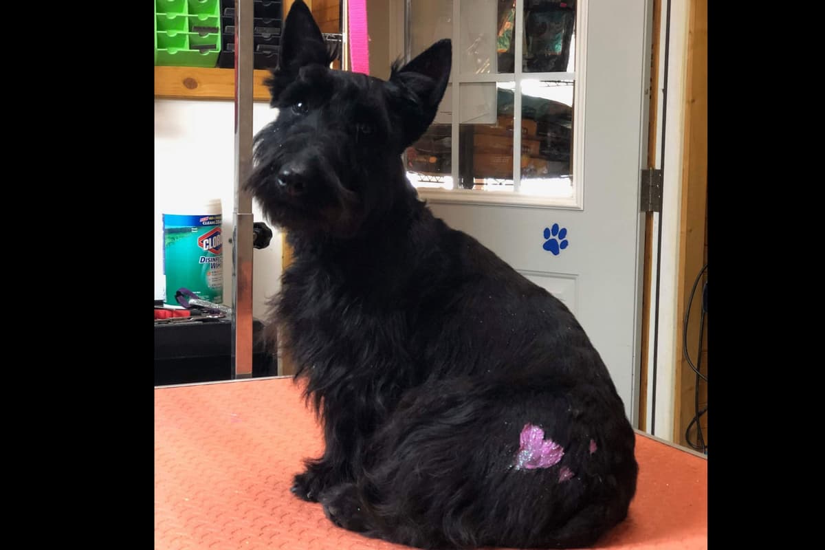 Miniature Schnauzer Puppies breeder image 17