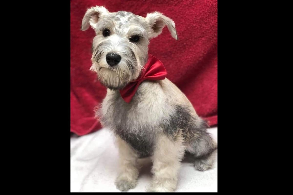 Miniature Schnauzer Puppies breeder image 19