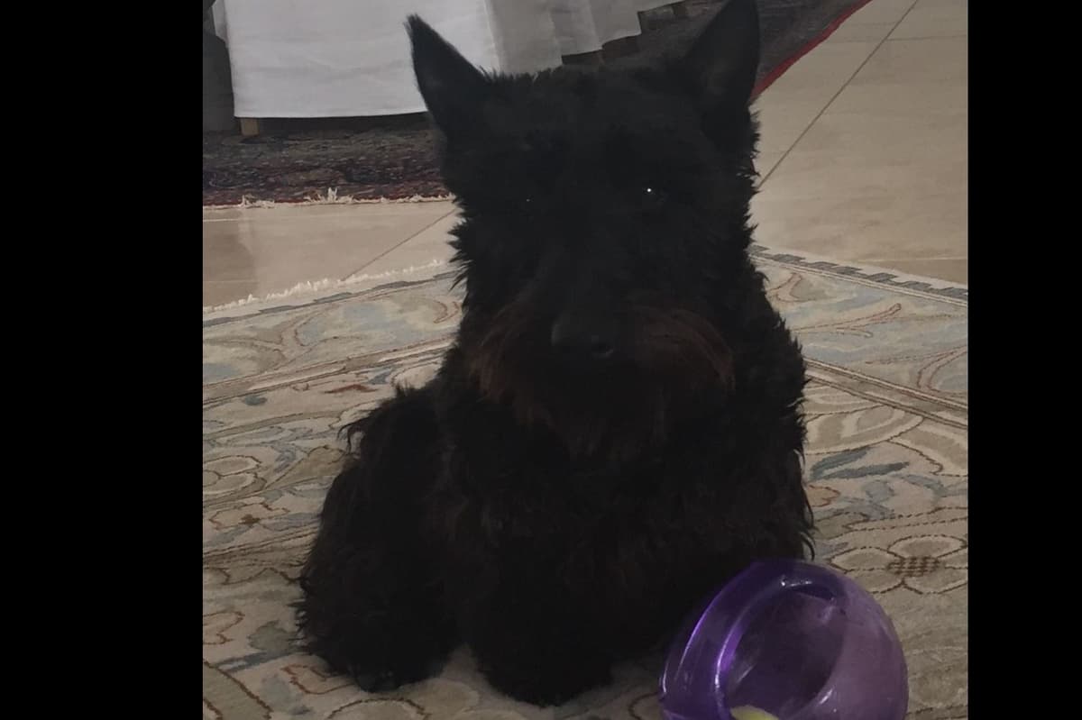 Miniature Schnauzer Puppies breeder image 20
