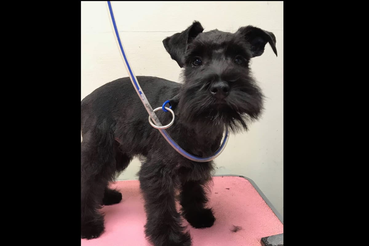 Miniature Schnauzer Puppies breeder image 21