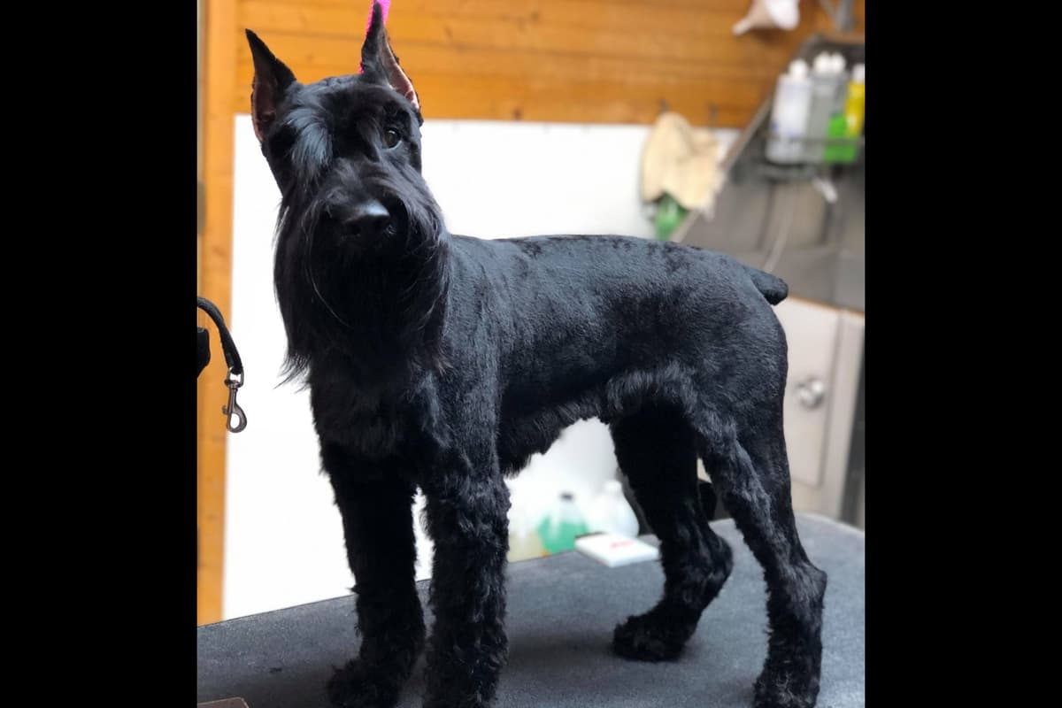 Miniature Schnauzer Puppies breeder image 1
