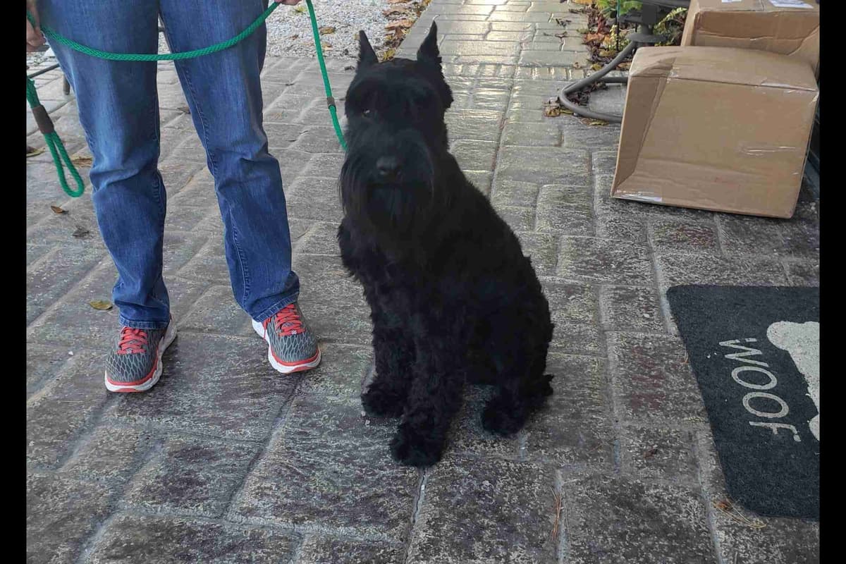 Miniature Schnauzer Puppies breeder image 25