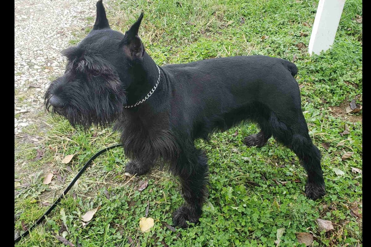 Miniature Schnauzer Puppies breeder image 27