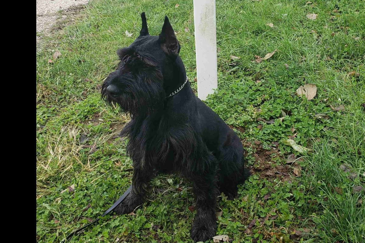 Miniature Schnauzer Puppies breeder image 28