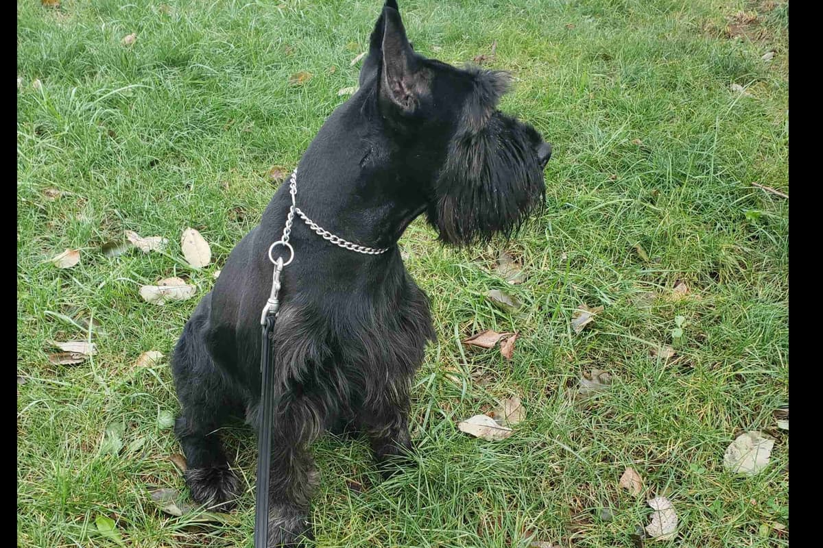 Miniature Schnauzer Puppies breeder image 29