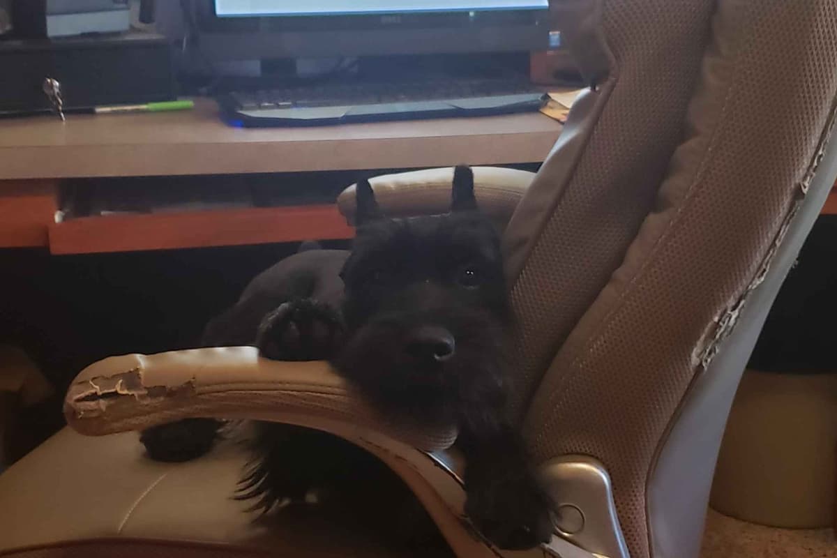 Miniature Schnauzer Puppies breeder image 32